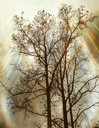 Low angle view of bare trees against sky