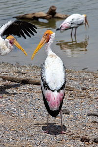 The painted stork or mycteria leucocephala wild animals. birds near the lake on a sunny day.