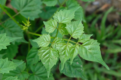 Close-up of fresh green leaves