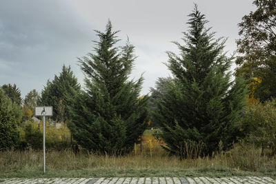 Trees growing against sky