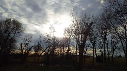 Low angle view of bare trees in forest