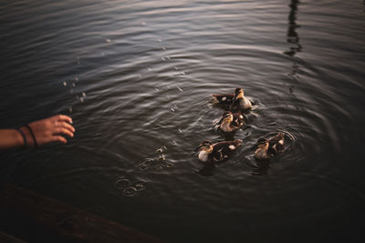 High angle view of man swimming in lake