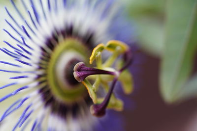 Close-up of purple flowering plant