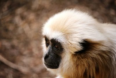 The face of one white monkey