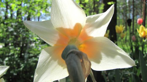 Close-up of white flower