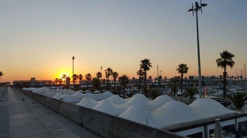 Palm trees at sunset