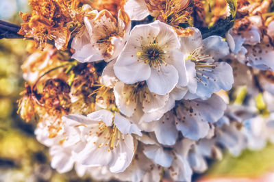 Close-up of bee on flower