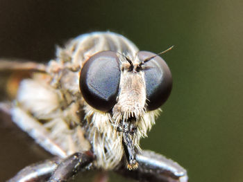 Close-up of insect on flower