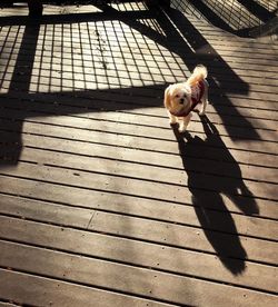 High angle portrait of dog on floor