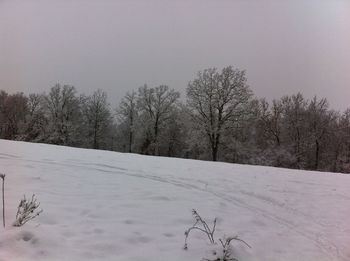 Bare trees on landscape