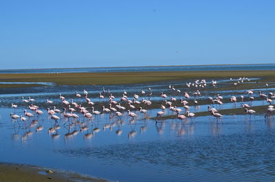 Flock of birds flying over beach against clear blue sky