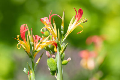 Close up of indian shot flowers in bloom