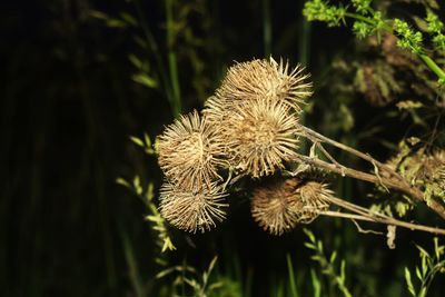 Close-up of wilted plant