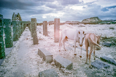 Panoramic view of a horse in the water