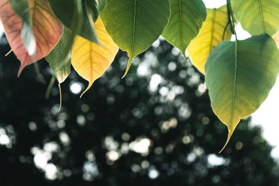 Low angle view of maple leaves on tree