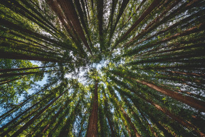 Low angle view of trees