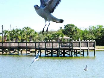 Seagull flying over sea