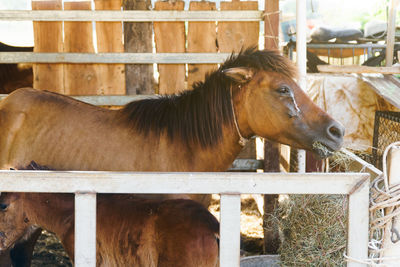 Horse in stable