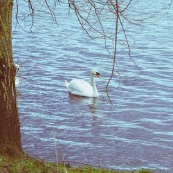 Birds in calm water