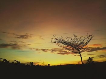 Silhouette tree on field against sky at sunset