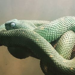 Close-up of lizard on rope