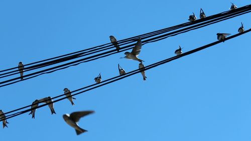 Low angle view of birds perching on power line against blue sky