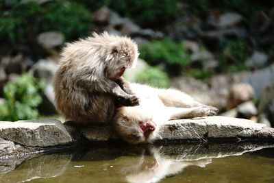 Monkeys by water on sunny day
