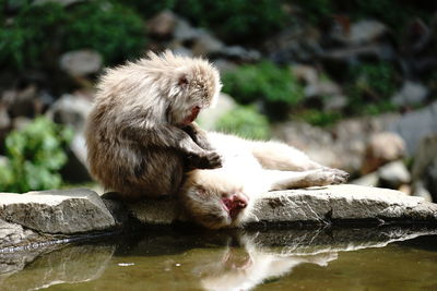 Close-up of monkey relaxing on rock