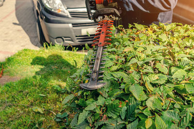 Plants growing on field