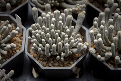 Close-up of succulent plant