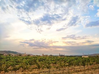 Scenic view of field against sky during sunset