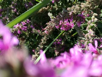 Close-up of pink flowering plants