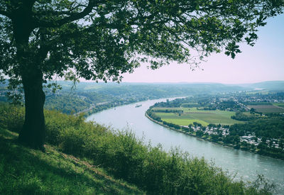 Scenic view of river amidst trees