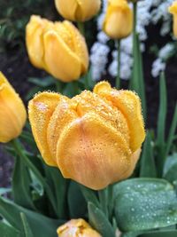 Close-up of yellow flowers