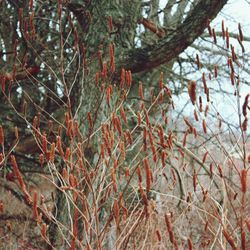 Branches of tree branch