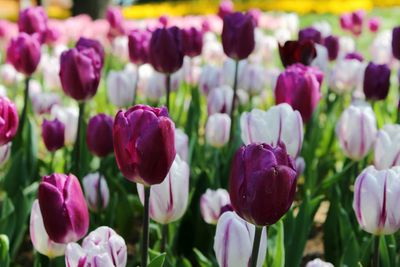 Close-up of purple tulip flowers in field