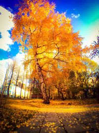 Trees against sky during autumn