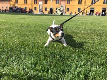 Dog on grass