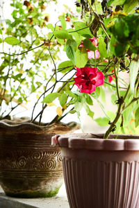 Close-up of potted plant