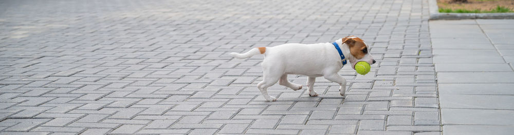 High angle view of dog on footpath