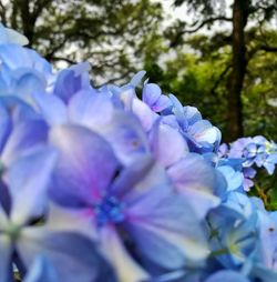 Close-up of purple flowers blooming on tree