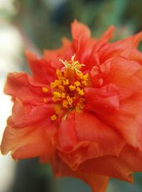 Close-up of red flower