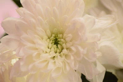 Close-up of dahlia