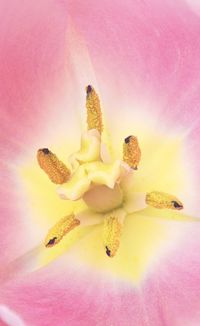 Close-up of pink rose flower