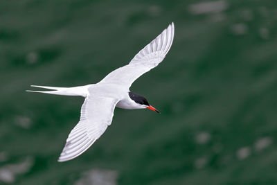 Common tern flying over water