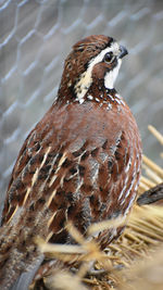 Close-up of a bird