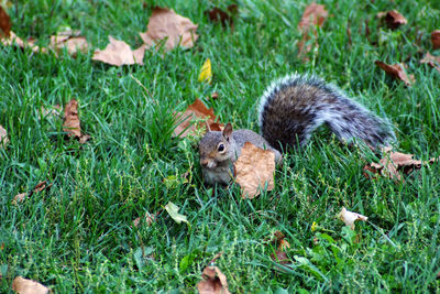 Portrait of squirrel on grassland