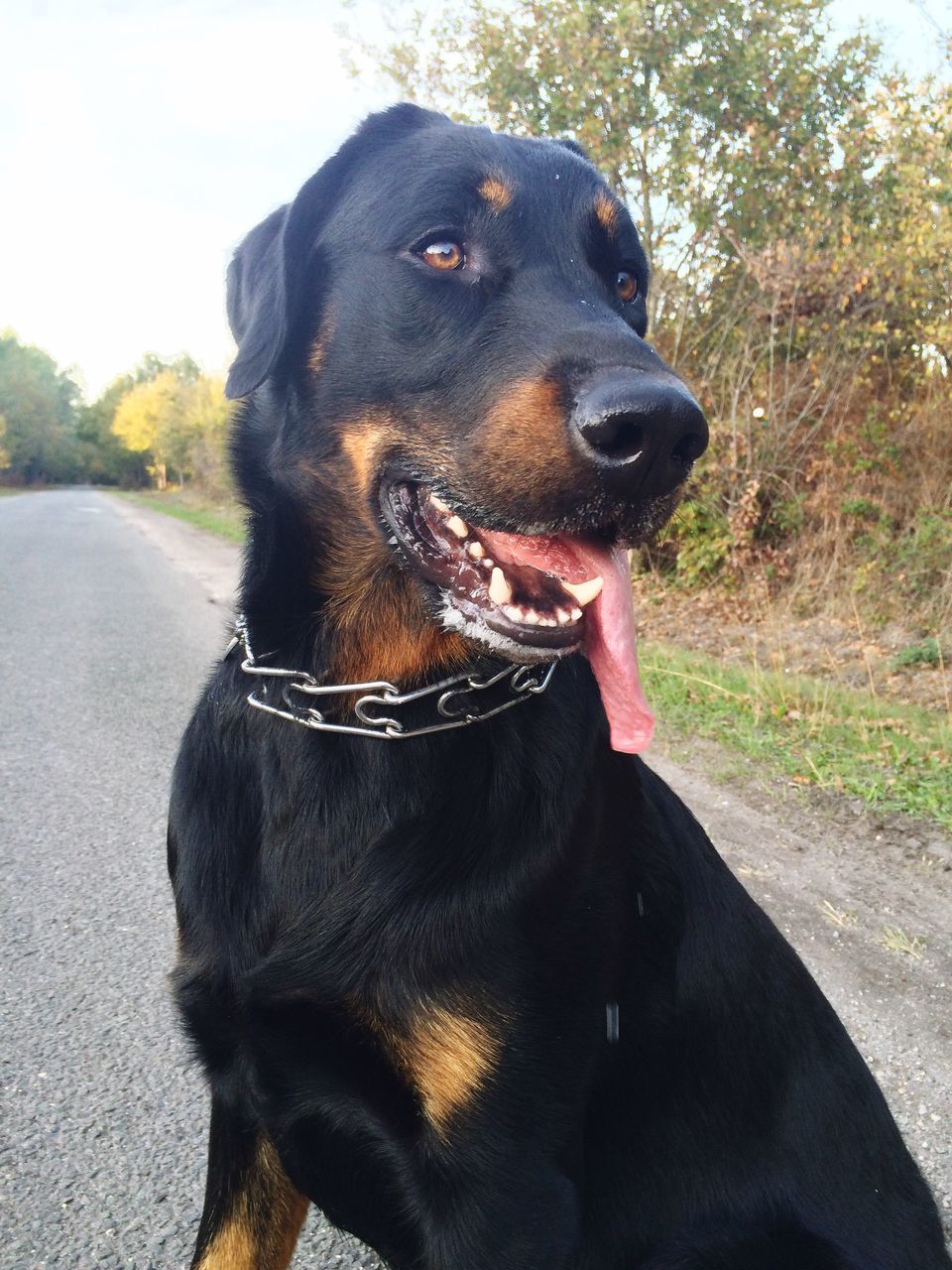 animal themes, dog, domestic animals, one animal, pets, mammal, black color, pet collar, sitting, sticking out tongue, close-up, animal head, looking away, focus on foreground, canine, portrait, day, mouth open, outdoors