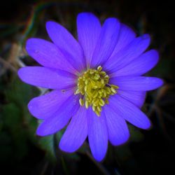 Close-up of purple flower