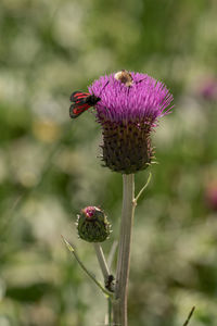 Close-up of honey bee on thistle flower